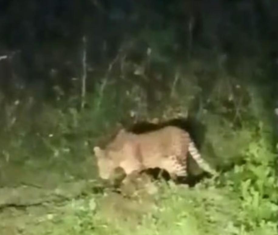 You are currently viewing सरमळे मंदिर नजीक ओहोळ परिसरात बिबट्याचा संचार.