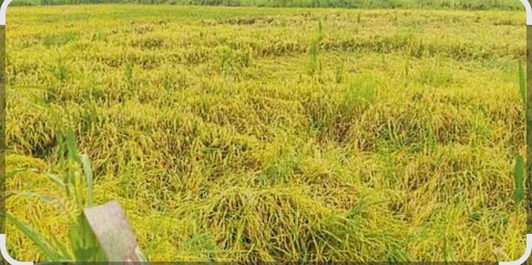 You are currently viewing अवकाळी पावसामुळे जिल्ह्यातील १७ हजारहून अधिक शेतकऱ्यांचे नुकसान…