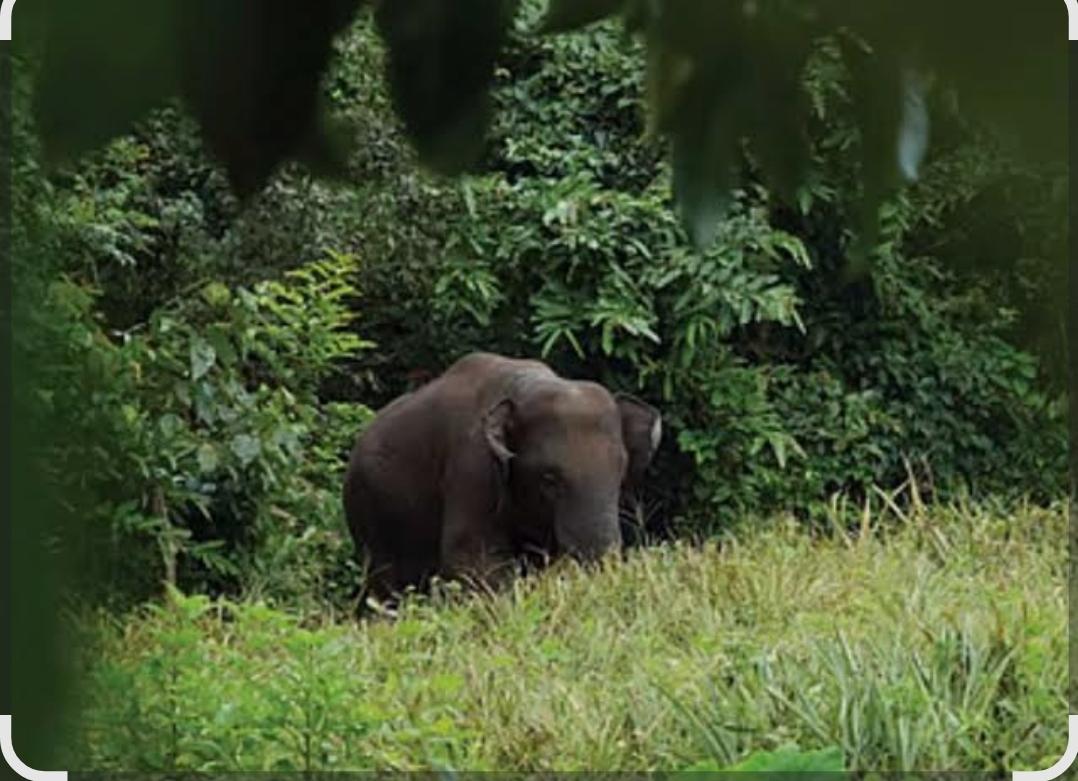 You are currently viewing वन्यहत्तीस कोणत्याही प्रकारची इजा होईल, अशा प्रकारचे कृत्य करु नये 