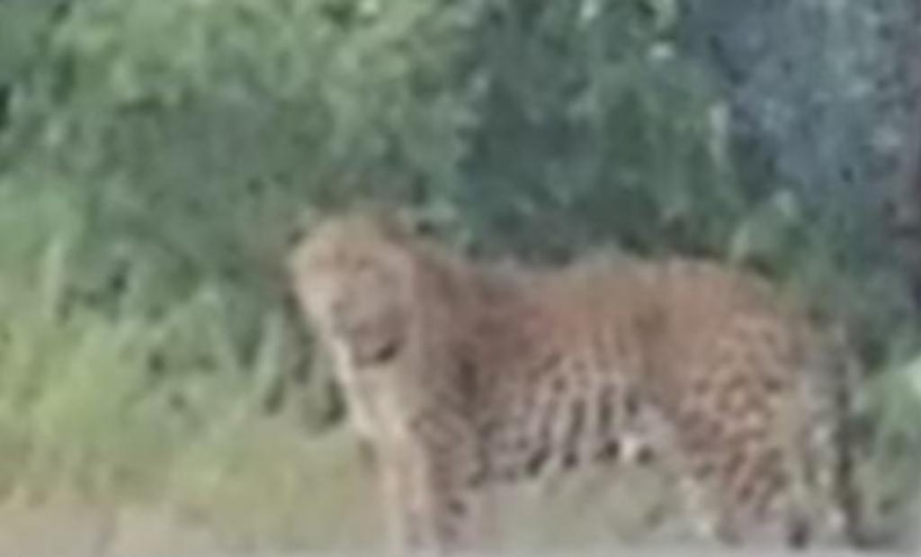 You are currently viewing आडाळी एमआयडीसीजवळ दिवसाढवळ्या बिबट्याचे दर्शन