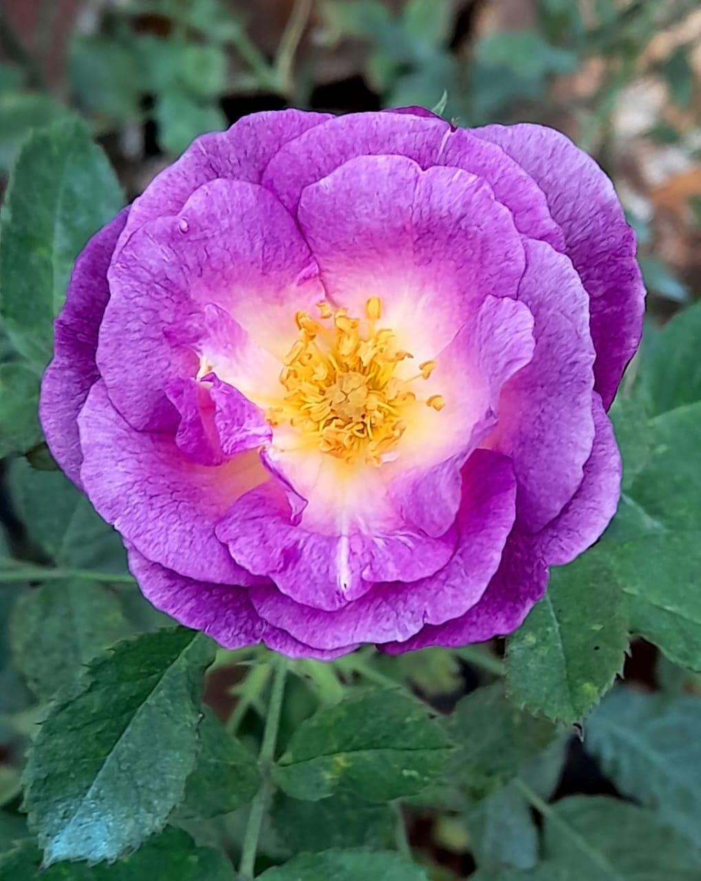 You are currently viewing कौमुदी तू ..उरात तू ..!!