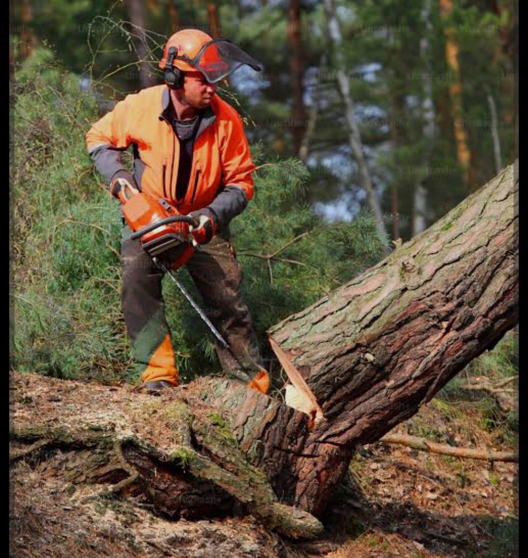 You are currently viewing मला तोडू नका