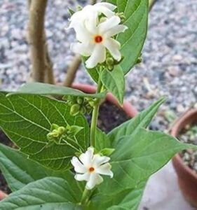 Read more about the article प्राजक्तगंध