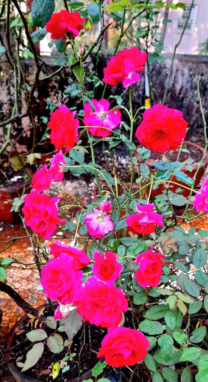 You are currently viewing गुलाबस्तवन…!!