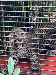 Read more about the article फोंडाघाटजवळ बिबट्या जेरबंद