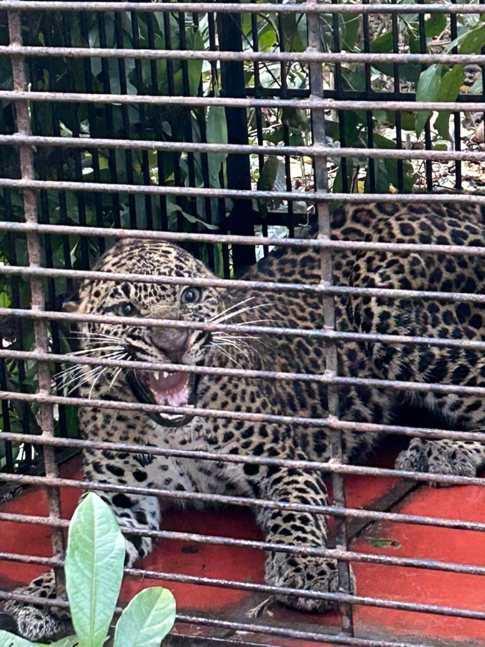 You are currently viewing फोंडाघाटजवळ बिबट्या जेरबंद