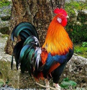 Read more about the article कुकूच कू