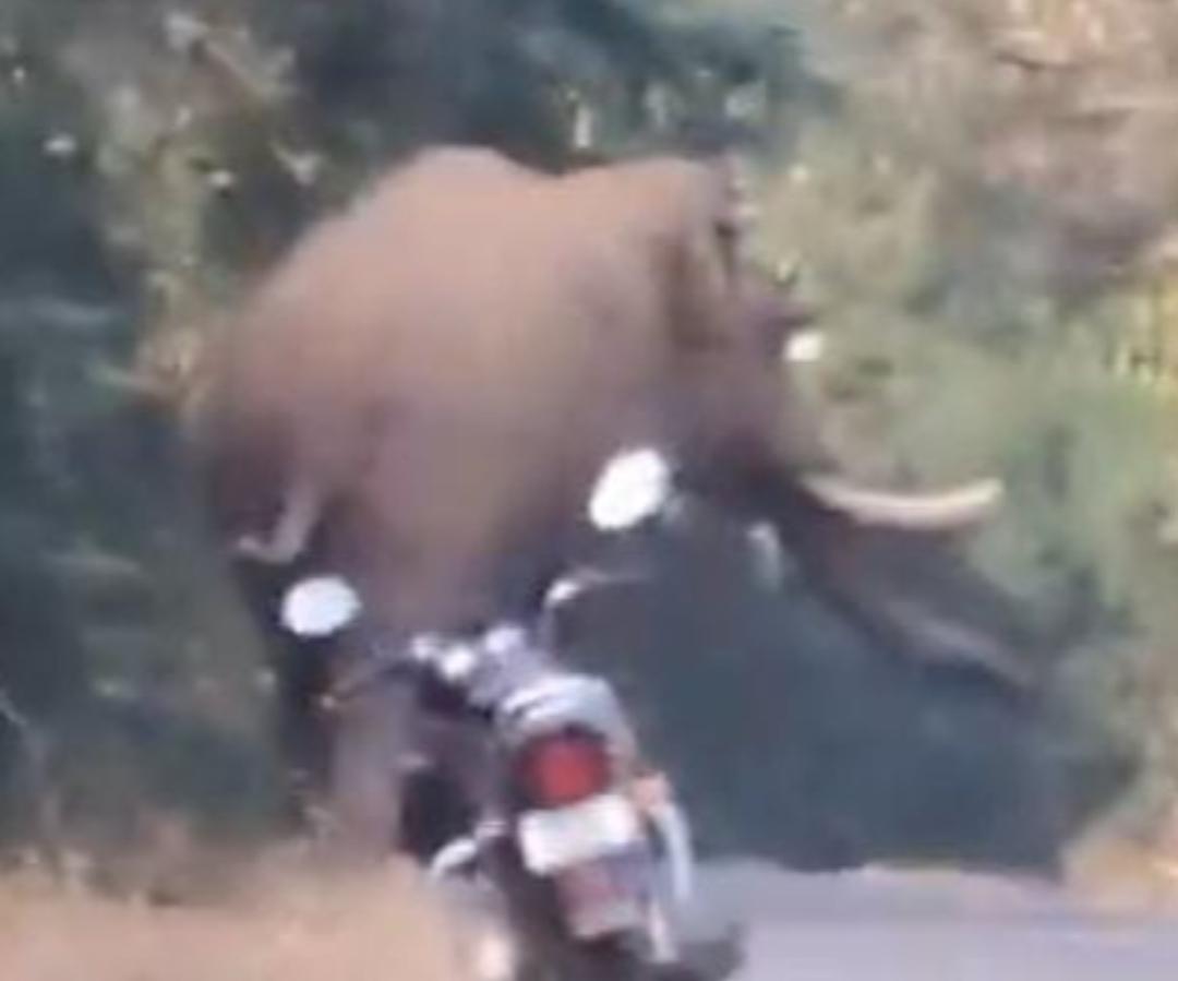 You are currently viewing दोडामार्ग तालुक्यात पुन्हा गणेश हत्ती व सहकारी मादी दाखल…