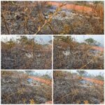 फोंडाघाटमधील नाडकर्णी फार्मवर अग्नितांडव