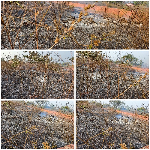 You are currently viewing फोंडाघाटमधील नाडकर्णी फार्मवर अग्नितांडव