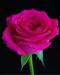 Read more about the article गाली गुलाब फुलताना