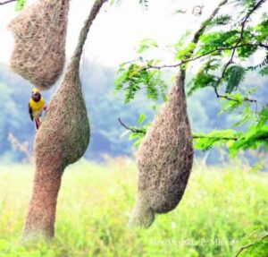 Read more about the article खोपा विणते शब्दांतून