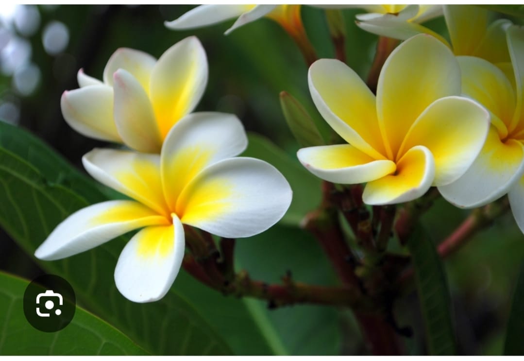 You are currently viewing निष्कारण द्वंद्व