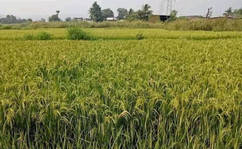 You are currently viewing झुळूक