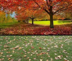 Read more about the article पानगळ