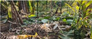 Read more about the article दोडामार्गात ‘बाहुबली’ हत्तीचा धुमाकूळ