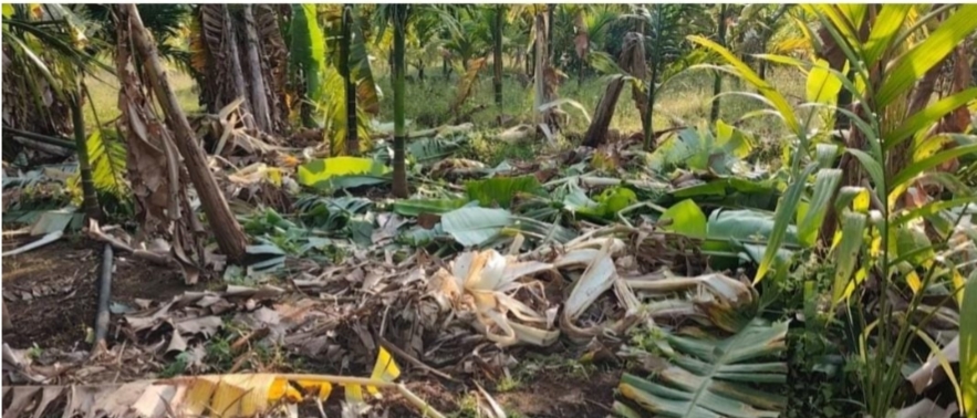 You are currently viewing दोडामार्गात ‘बाहुबली’ हत्तीचा धुमाकूळ