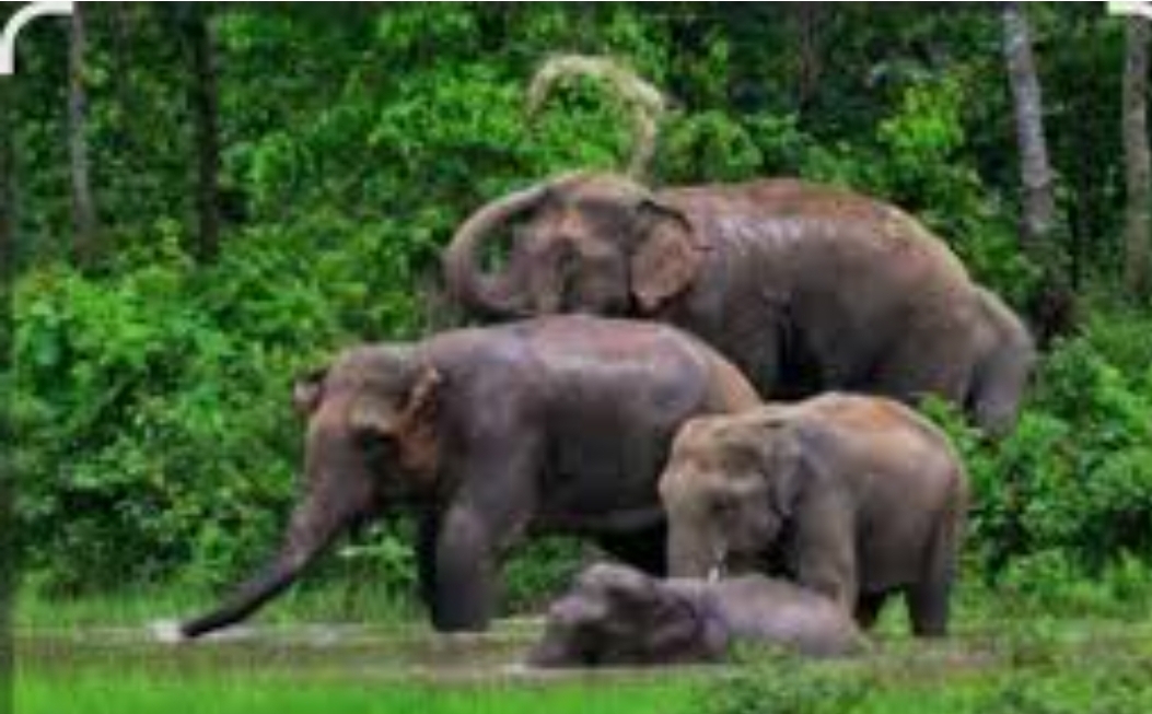 You are currently viewing दोडामार्ग तालुक्यात वन्यहत्ती नियंत्रणासाठी वनविभाग सतर्क