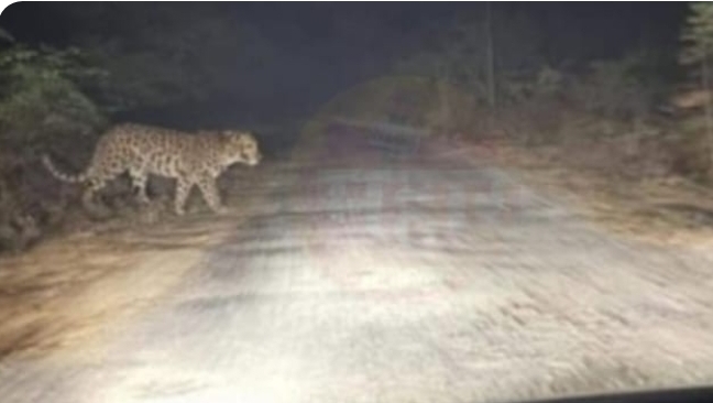 You are currently viewing कुपवडे परिसरात बिबट्याचे दर्शन