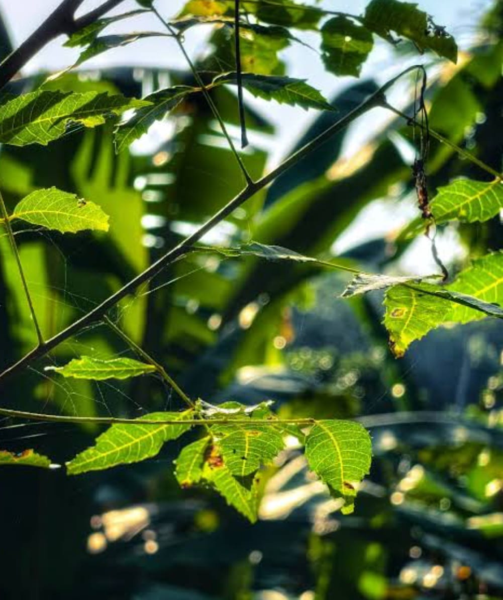 You are currently viewing जीर्ण झालेले पान