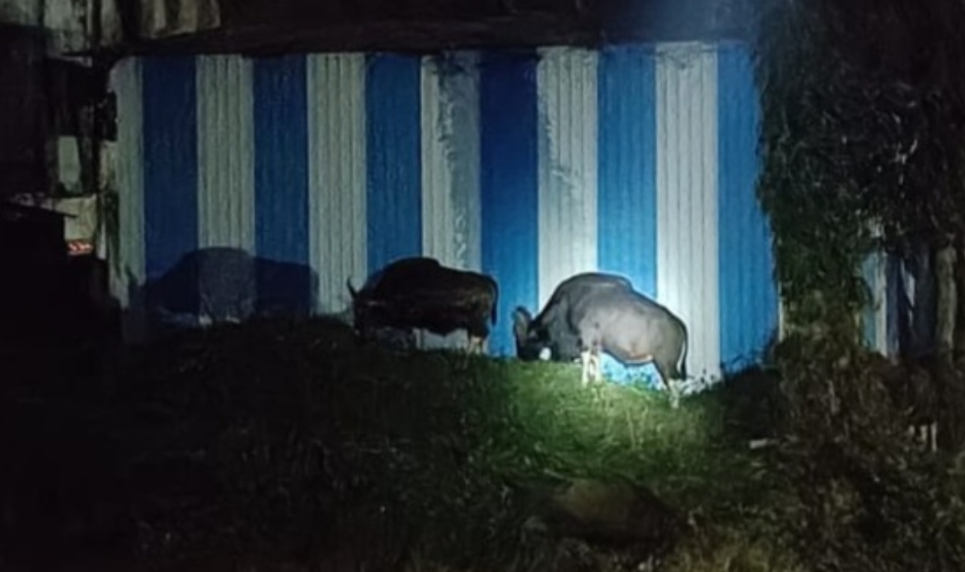 You are currently viewing पहाटे शहरात रानगव्यांचा धसका; शिरोडा नाका परिसरात पाच गव्यांचा मुक्त संचार