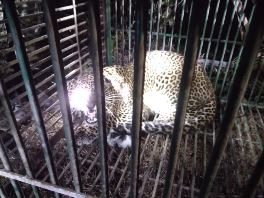 You are currently viewing कास (दाभाळवाडी) येथील भरवस्तीत दहशत माजवणारा बिबट्या अखेर जेरबंद    