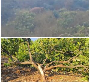 Read more about the article घोटगेत हत्तींचा धुमाकूळ; मुलाने वाचवला वृद्ध वडिलांचा जीव