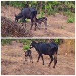 माणुसकीचा झरा! हवेलीनगर फोंडाघाट येथे गाईच्या वासराचे जीवदान 