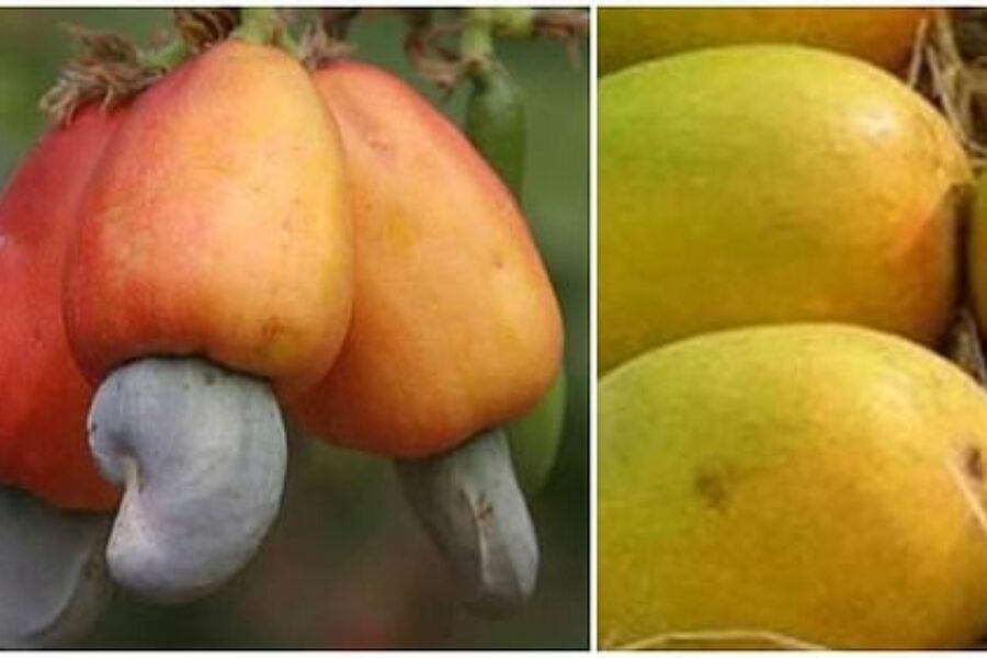 कणकवलीत ‘खरेदीदार-विक्रेता’ भव्य संमेलन; स्थानिक उत्पादनांना मिळणार मोठी बाजारपेठ