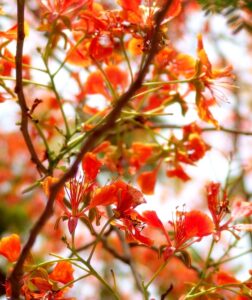 Read more about the article गुलमोहोर…