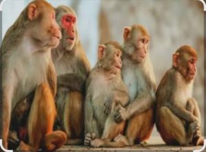 Read more about the article भारतातील वन्य प्राणी आणि शेतीस होणारे नुकसान