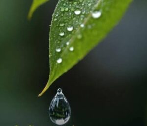 Read more about the article किती गेले पावसाळे