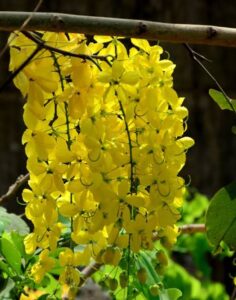 Read more about the article बहावा बहार