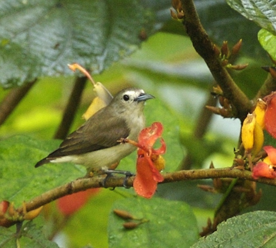 You are currently viewing पक्षी वैभव वसंतातले