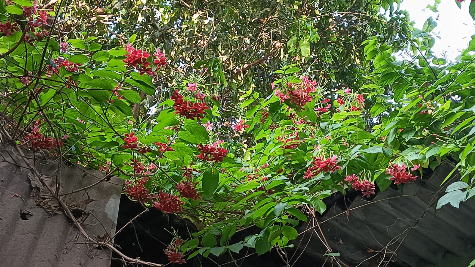 You are currently viewing माहेरची मधुवेल