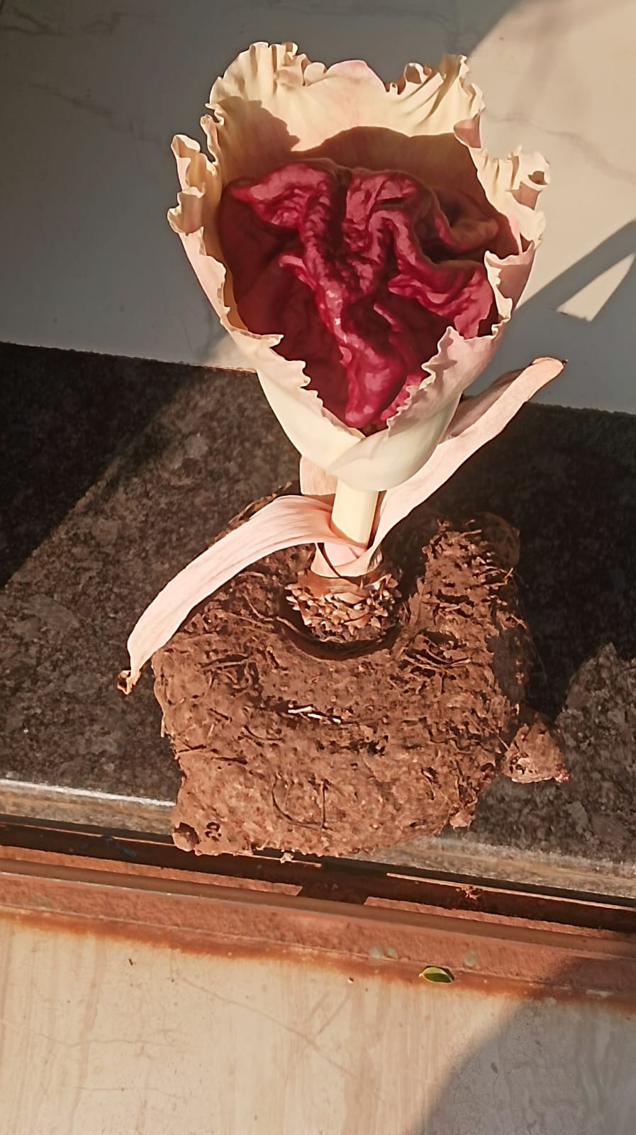 You are currently viewing सुरण पुराण