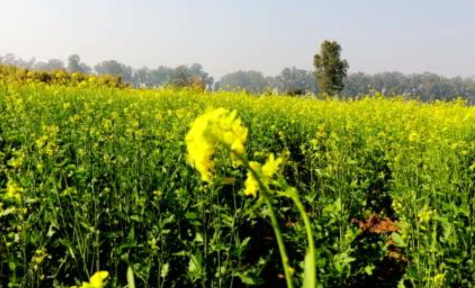 You are currently viewing वसुंधरा