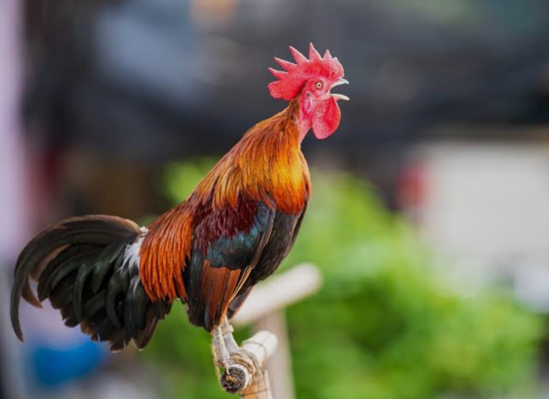 You are currently viewing दाजी तुमचं कोंबडं