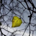 तरुवरती तो एकला