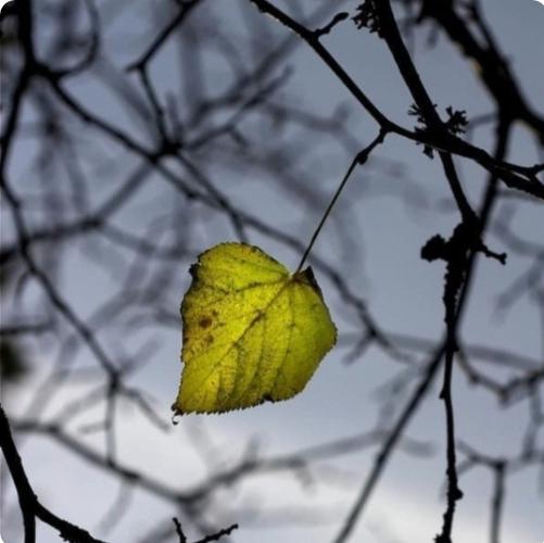 You are currently viewing तरुवरती तो एकला