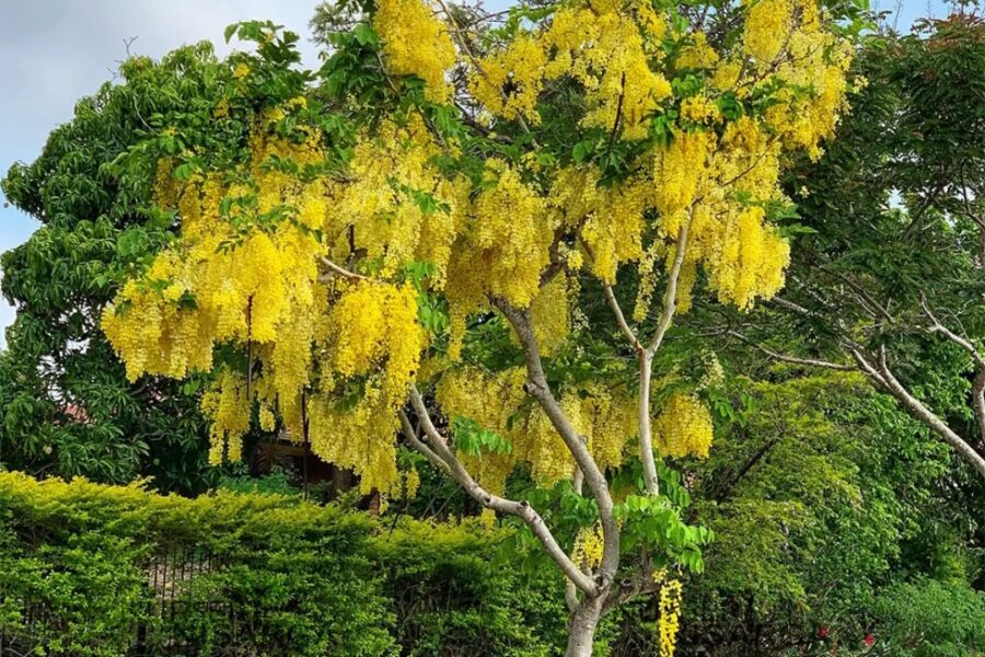 बहावा….. एक देखणा वृक्ष