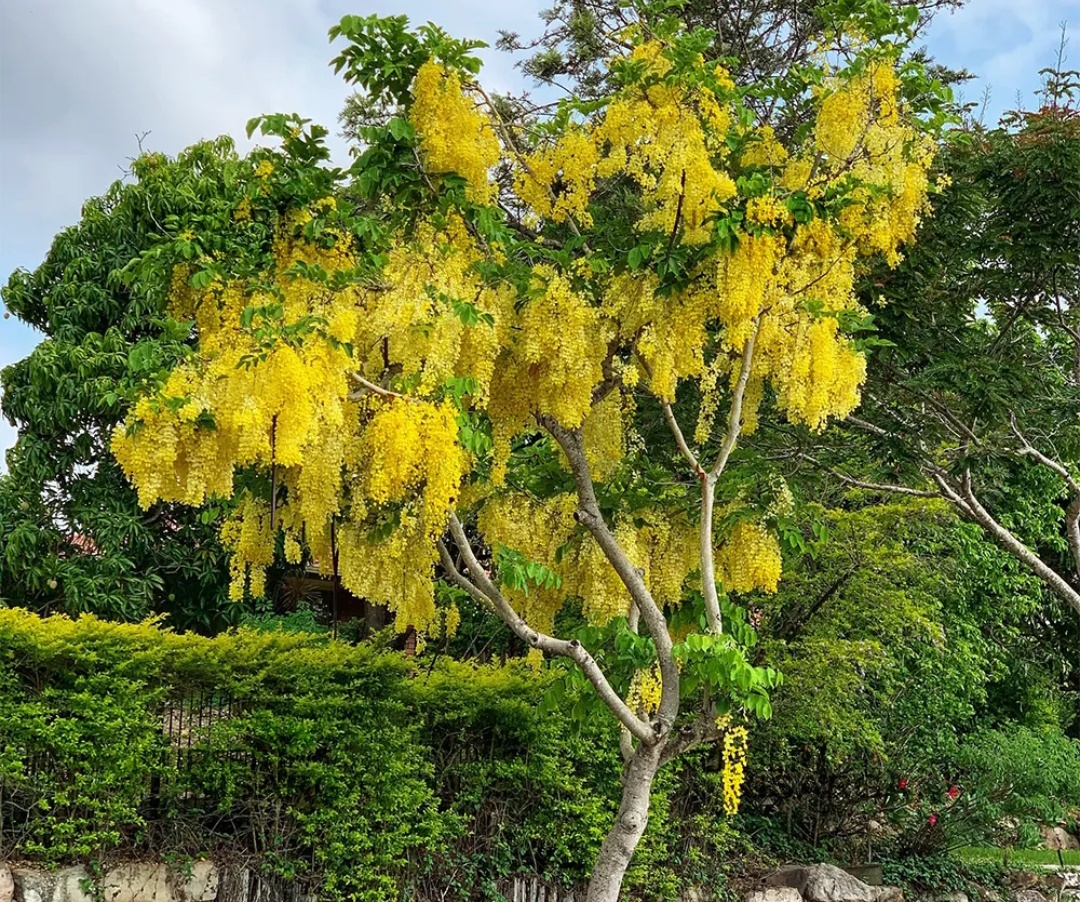 You are currently viewing बहावा….. एक देखणा वृक्ष