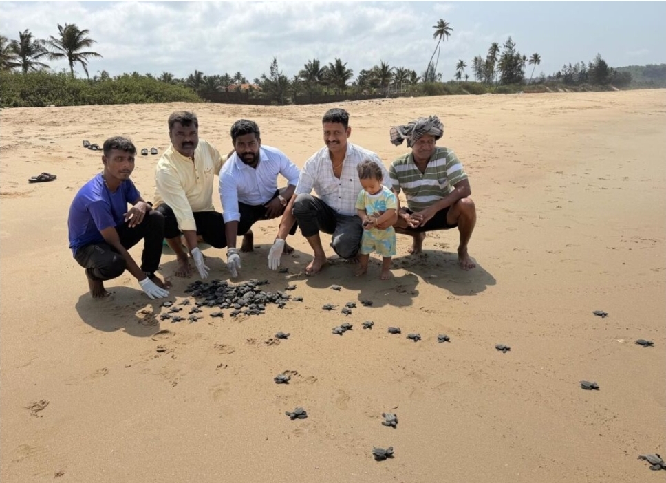 You are currently viewing उभादांडा समुद्रकिनाऱ्यावर ३०० ऑलिव्ह रिडले कासवाच्या पिल्लांना जीवदान…