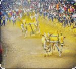 न्हावेलीत २६ एप्रिलला भव्य बैलगाडा शर्यत; ‘पर्व ३ रे’चा थरार रंगणार