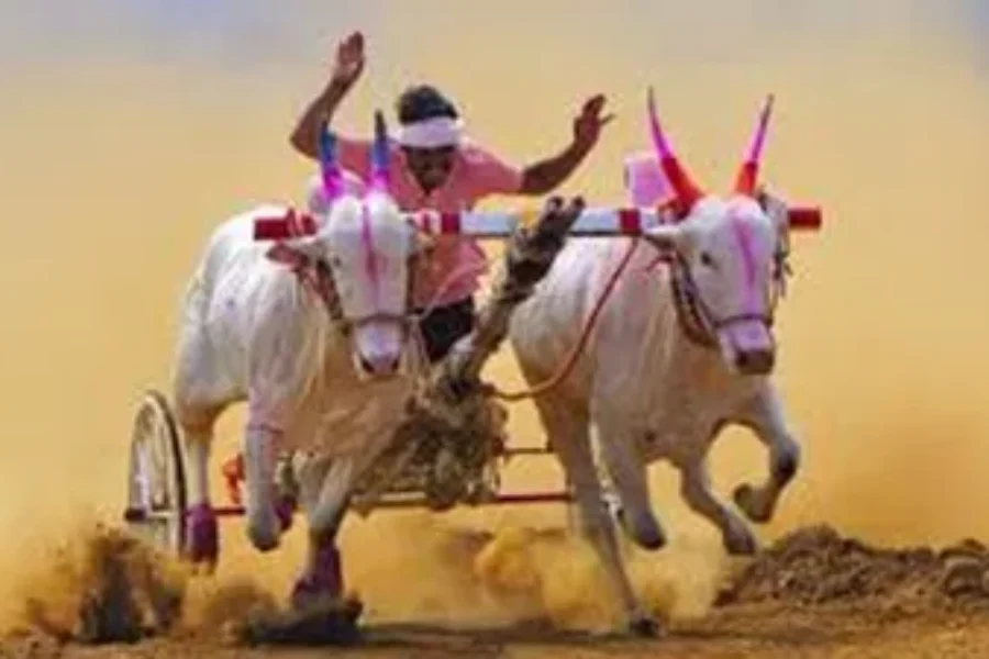 नारायण राणे यांच्या वाढदिवसानिमित्त हरकुळ बुद्रुक येथे भव्य बैलगाडी स्पर्धा