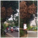 सावंतवाडी बांदा रोड गरड येथे झाडावर लटकणारी धोकादायक फांदी दोन दिवसात न तोडल्यास त्याचं झाडाखाली बसून आंदोलन करणार- रवी जाधव