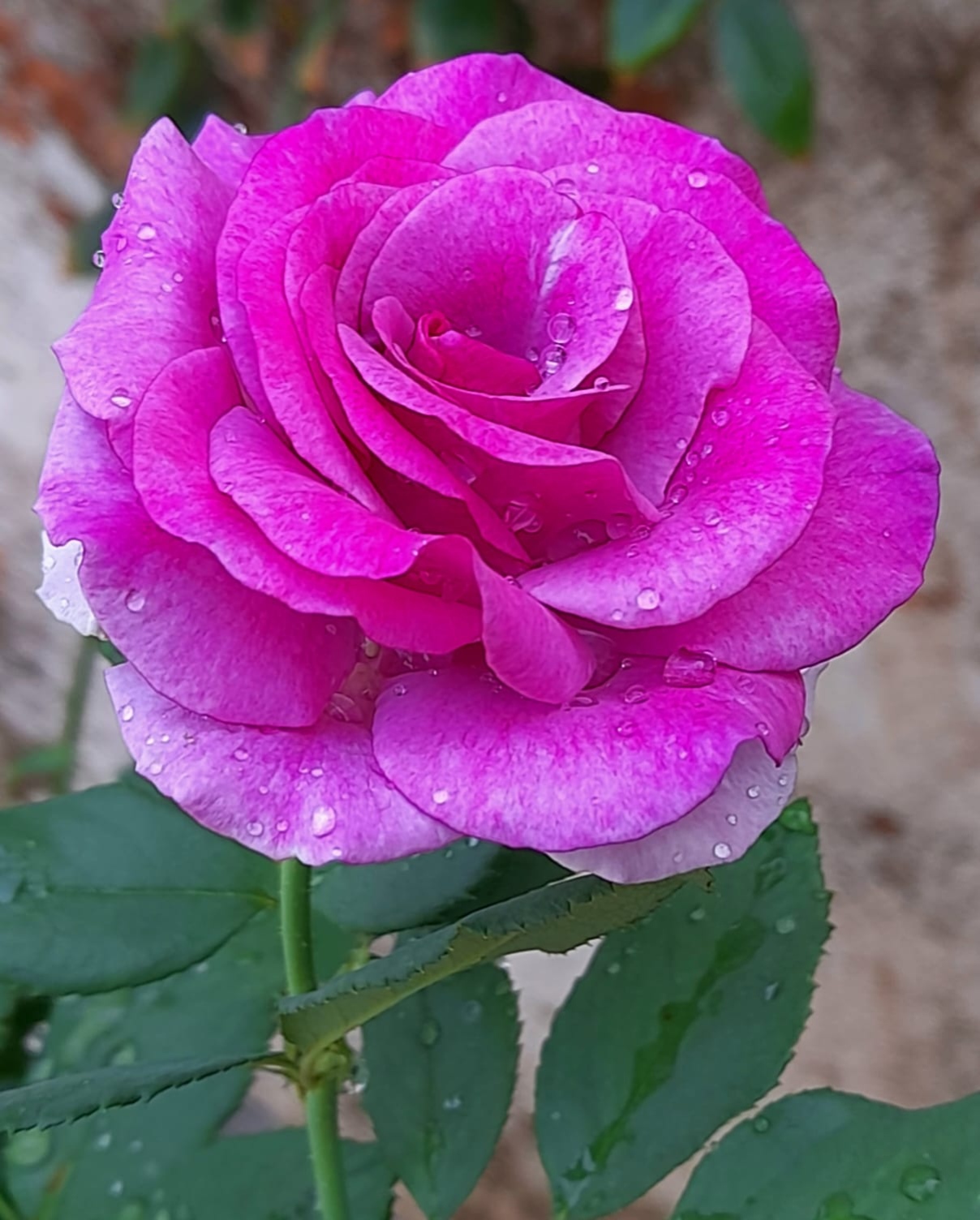 You are currently viewing गुलाबस्तवन…!!