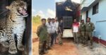मालवणात विहिरीत पडलेल्या बिबट्याची वनविभागाकडून यशस्वी सुटका