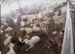 ग्रामीण विकासासाठी किफायतशीर शेळीपालनावर उद्या कुडाळमध्ये मार्गदर्शन शिबिर