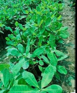 Read more about the article  “मागेल त्याला काजू कलमे, योजनेचा लाभ घेण्याचे आवाहन